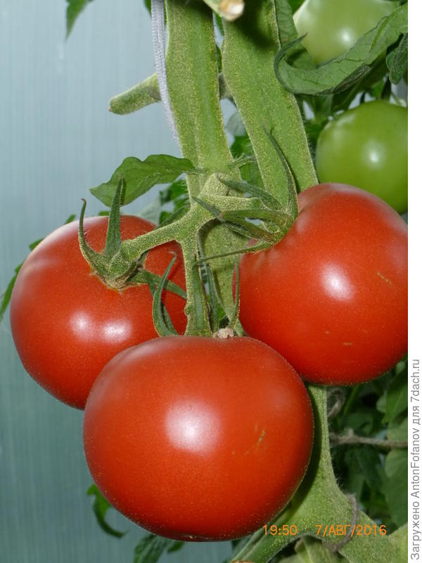 Малиновый зайка