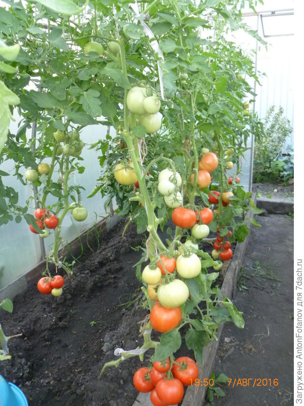 Общее фото малинового чуда