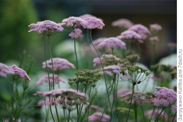 Бедренец большой Rosea (Pimpinella major Rosea)