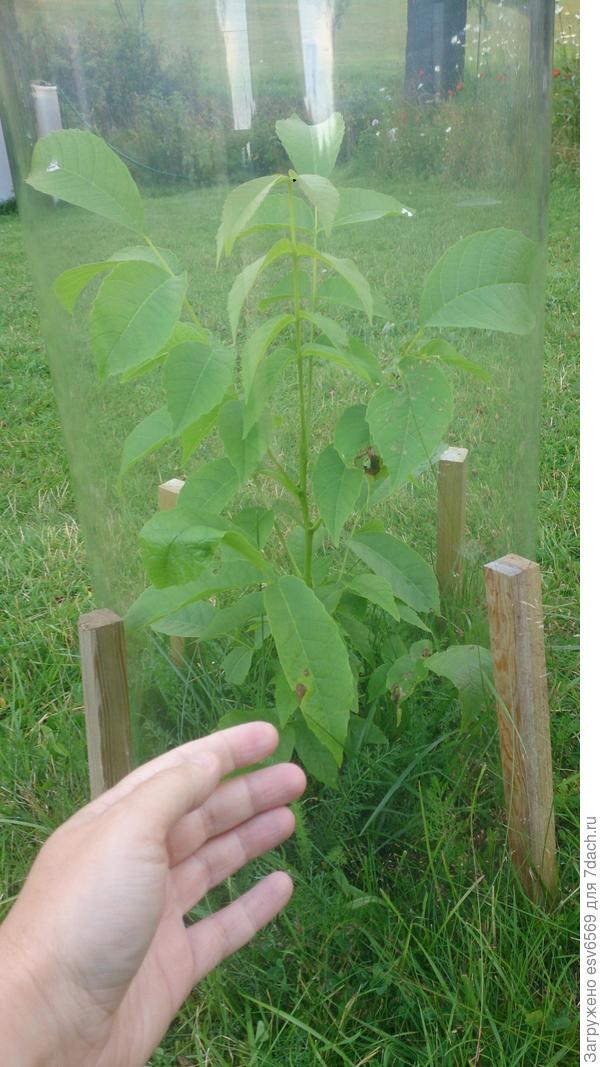 Грецкий орех из ореха