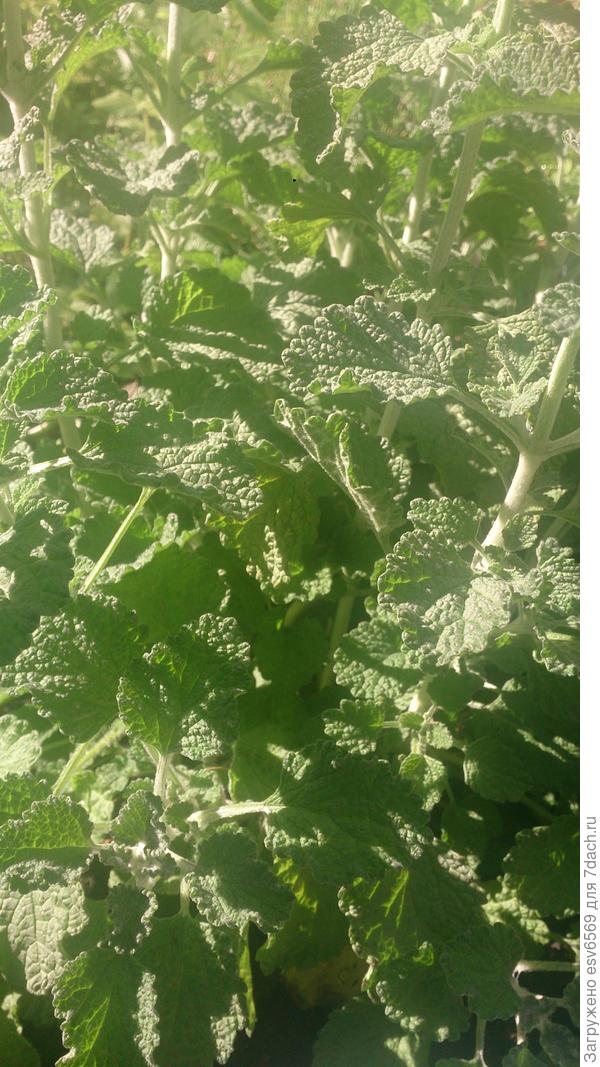 Это НЕ мелисса, нет.