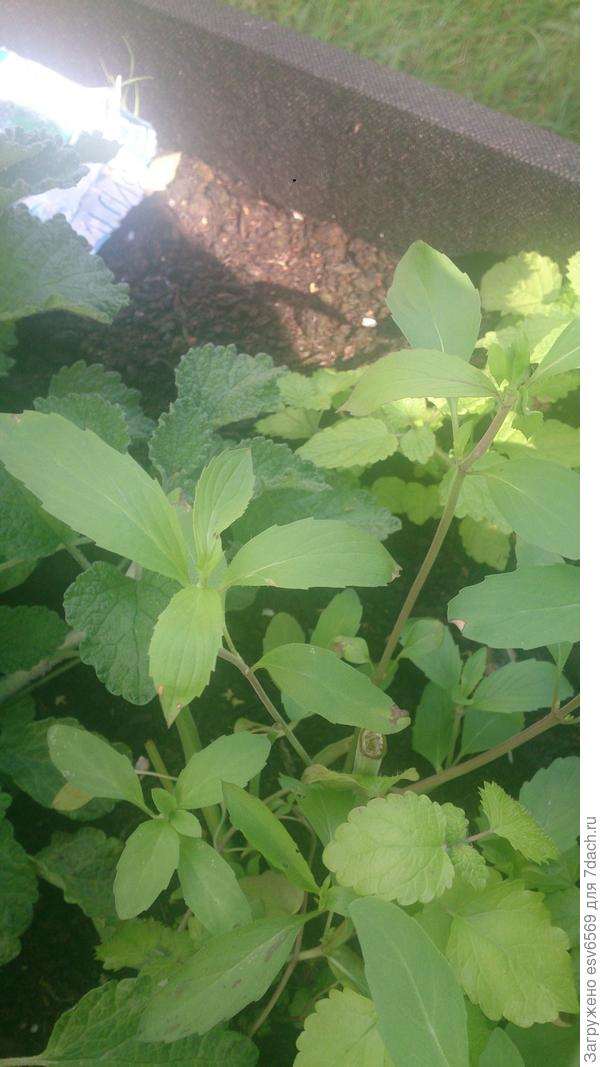 Что за пряность?..