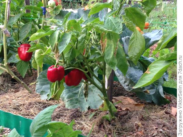 Фрагмент обордюренной грядки