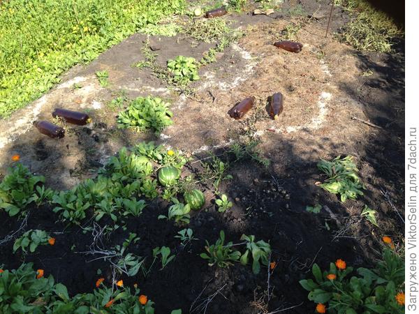 Сентябрь - последние арбузы