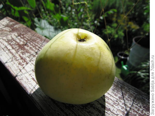 Наливное яблочко