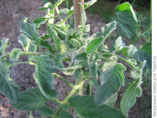 Рассада томата сорта Абрикос