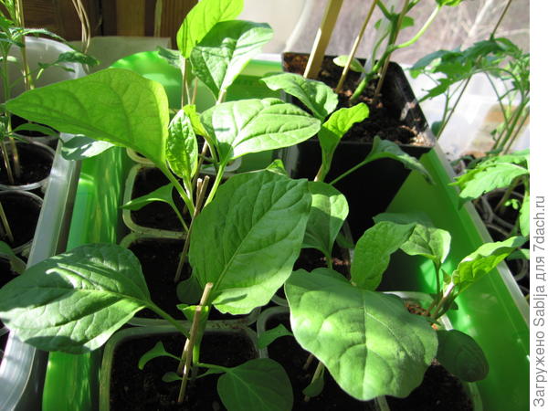Рассада баклажанов с бамбуковыми шампурами, апрель 2016 г.