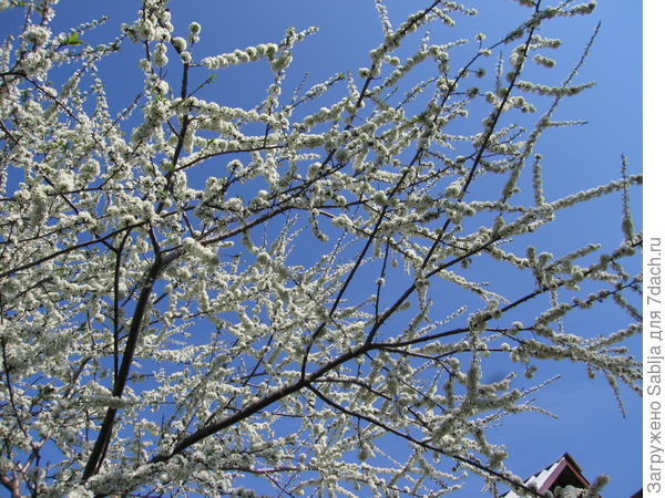 Цветение уссурийки, весна 2016