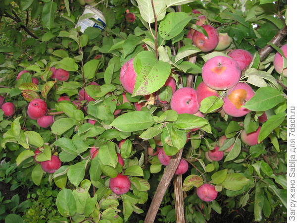 Яблоня Лобо, 1 сентября 2014 г.