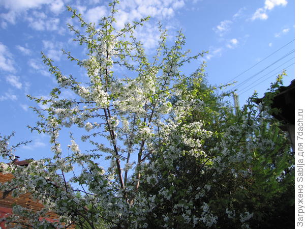 Черешня рядом с туей, весна.