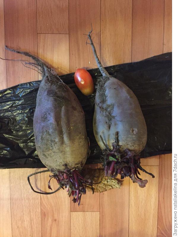 Наша свекла, рядом помидорчик черри