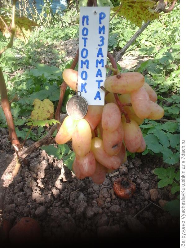 Потомок Ризамата.