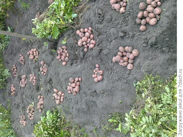 -Это даже проще, чем кидать в общую кучу а потом выбирать оттуда!