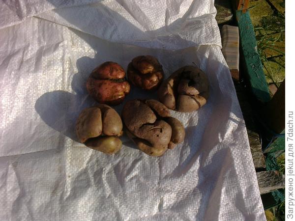 Вначале думал, что болезнь новая.потом прикинул,- они росли в самых сырых углах делянок!