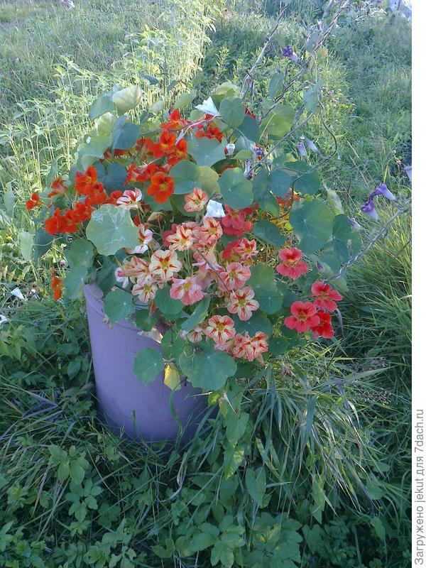 -В другой,- петунии, но фотка плохая...