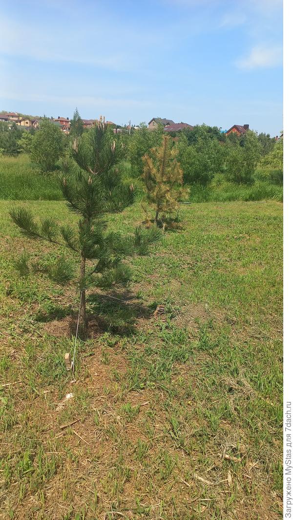 На контрасте