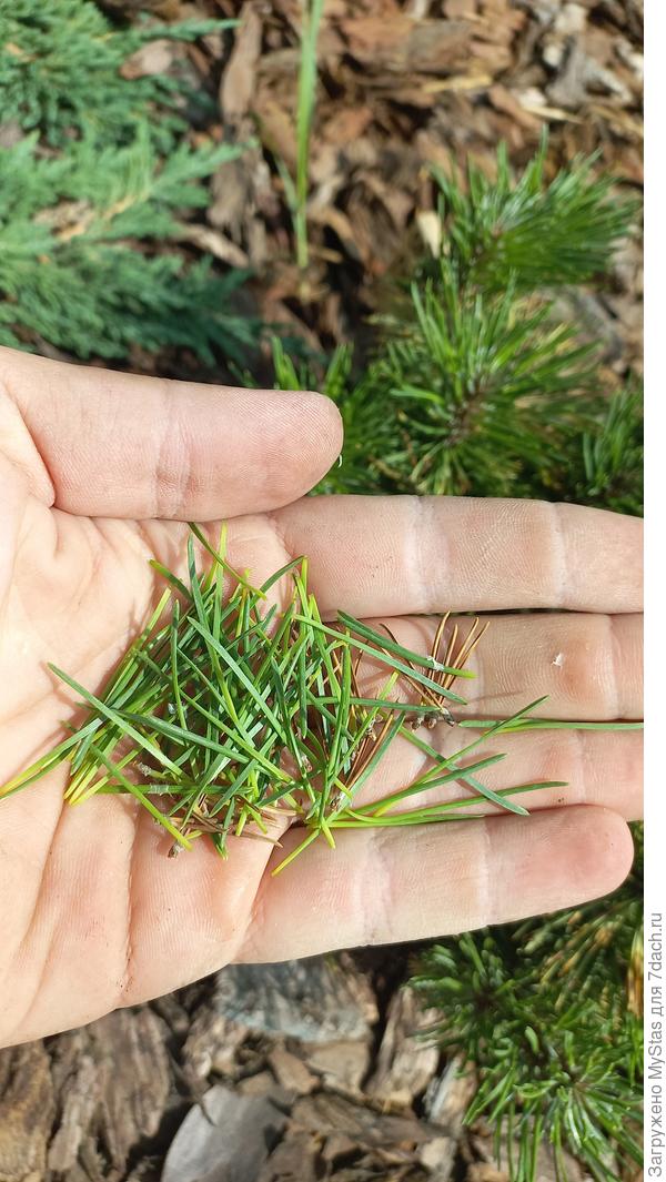 Новые побеги опавшие