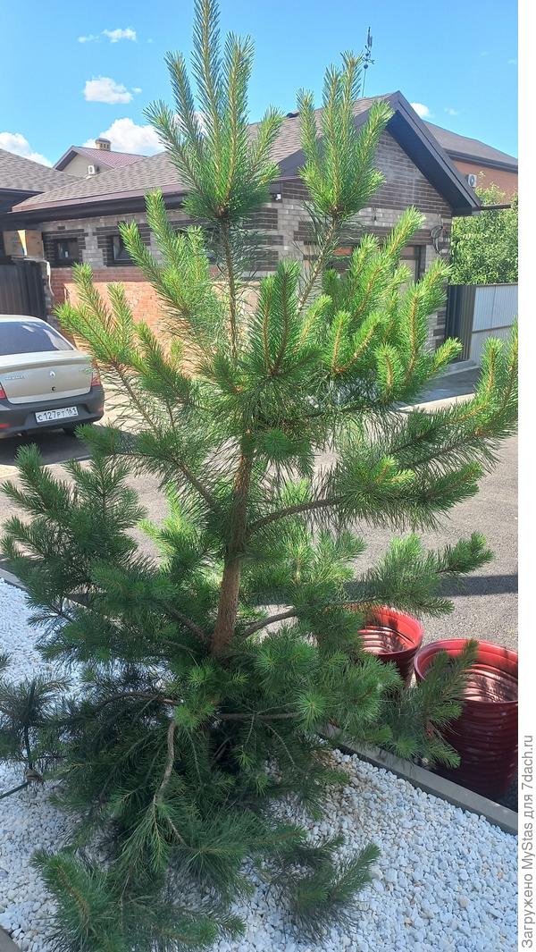 Сосна в полном виде