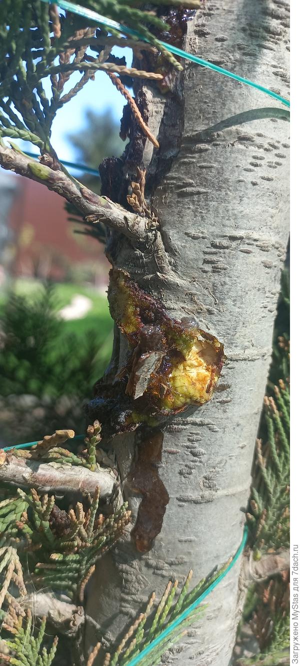 Трещины со смолой зеленые