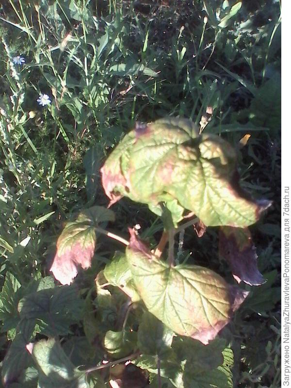 листики скрученные какие-то рыжие пятна, может это болезнь какая-то?