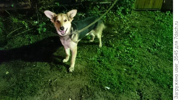 Вечерняя прогулка)