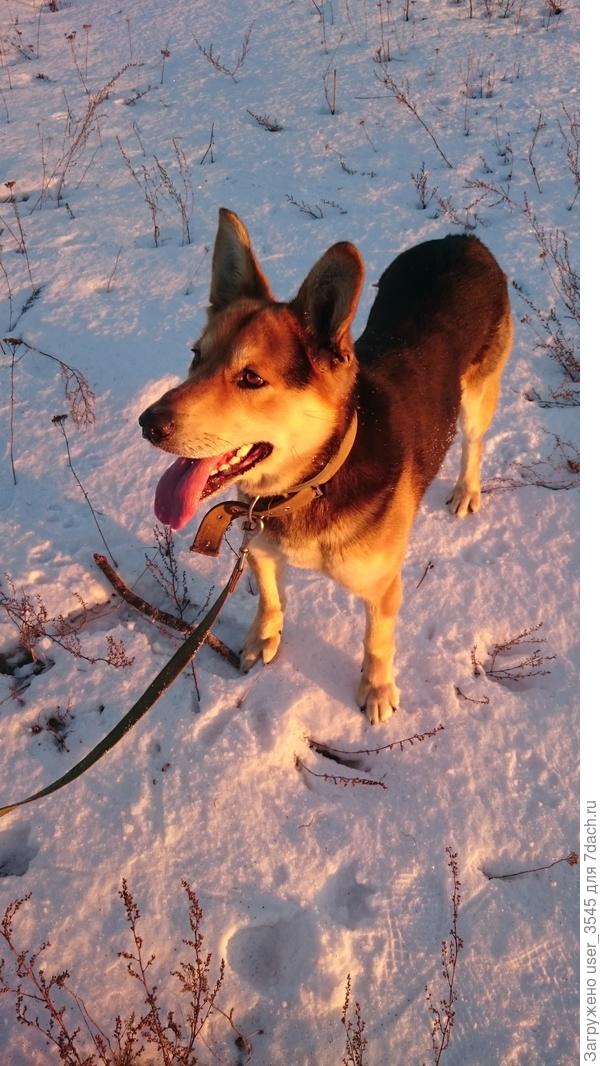 Зимний день)