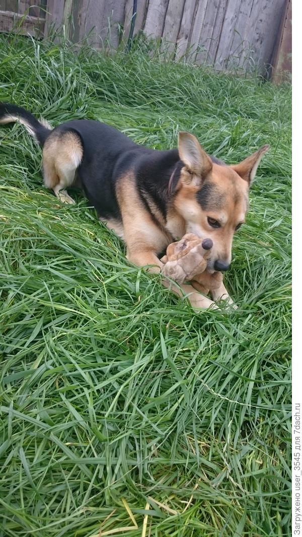 Любимый ёжик)