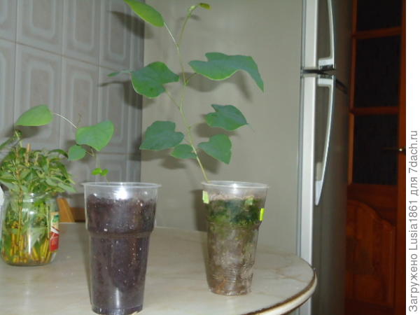 Самый маленький и самый высокий