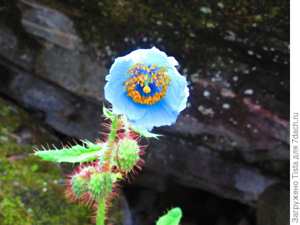 Голубой мак