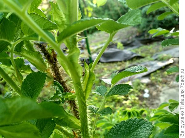В центре можно разглядеть муравьишку.
