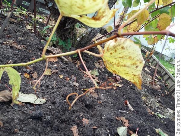 Это место, где стволик меняет цвет