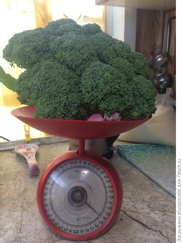 Моя рекордсменка