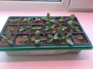 Эустома после первой пикировки/перевалки