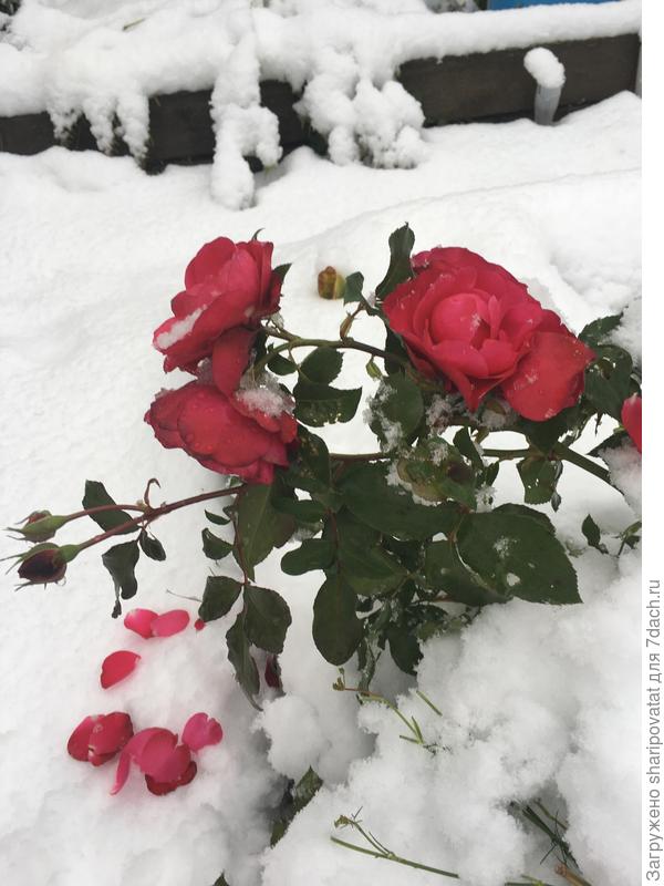 С холодного заснеженного Урала вам от чистого сердца!