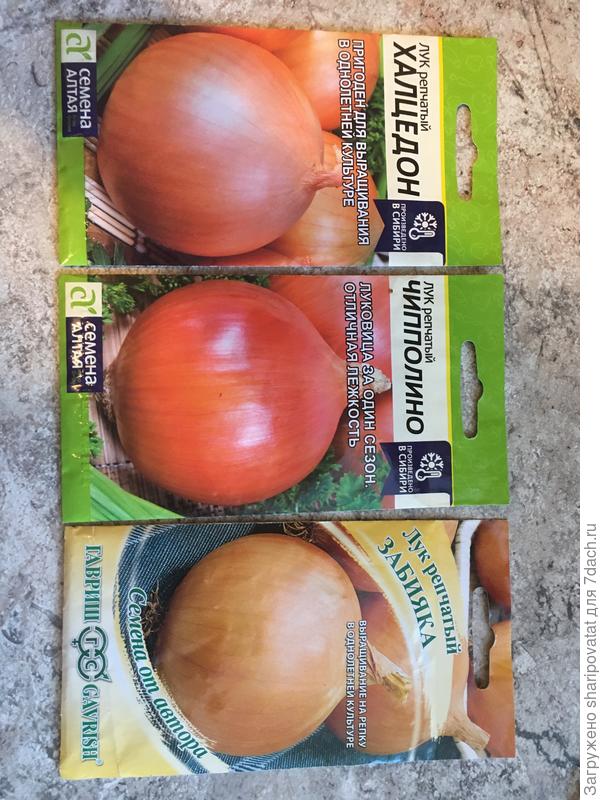 Выбранный для посева лук в однолетней культуре