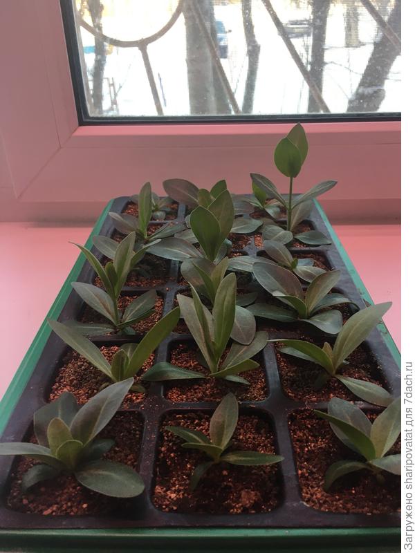 Эустома через 2 месяца после посева