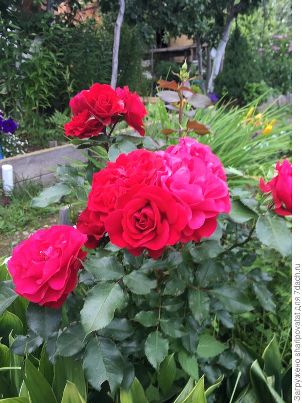 Пусть ваша жизнь будет яркой!