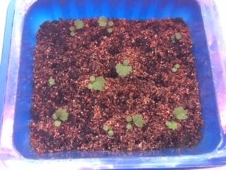 11.02 2023. Полные всходы Сашеньки