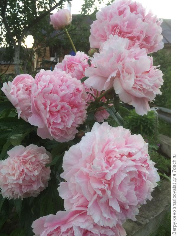 Райского процветания!