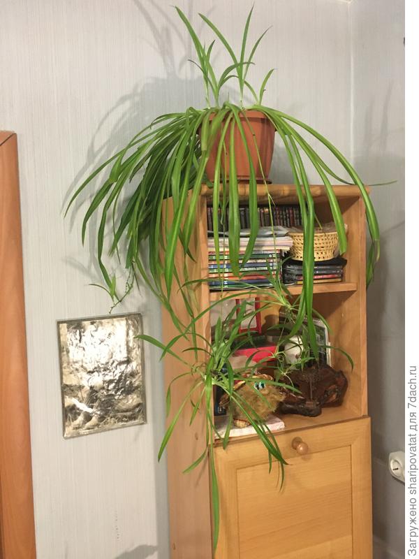 И большой и маленькие в критическом состоянии