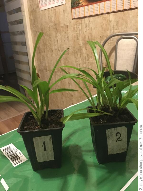 Начало новой жизни