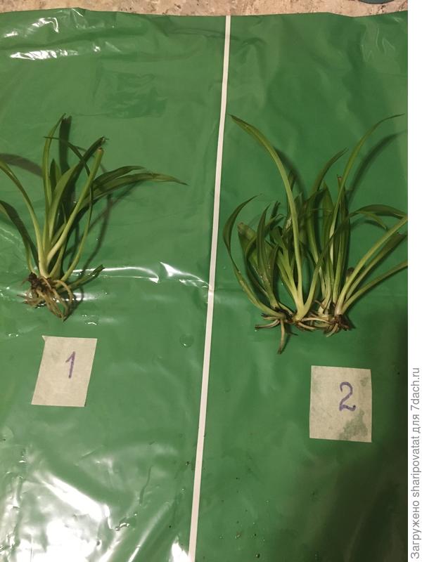 "Детки" для новой посадки