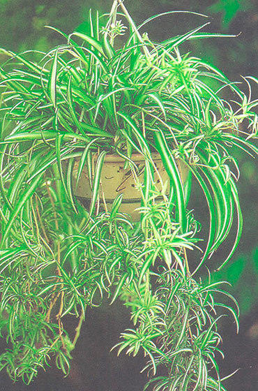 Достойный восхищения из интернета