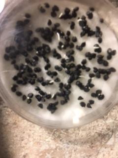 Чипполино прорывается к жизни