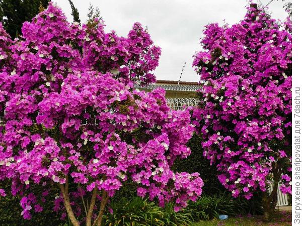 Февраль - последний месяц бразильской весны. У них впереди лето, а у Вас новые жизненные планы.