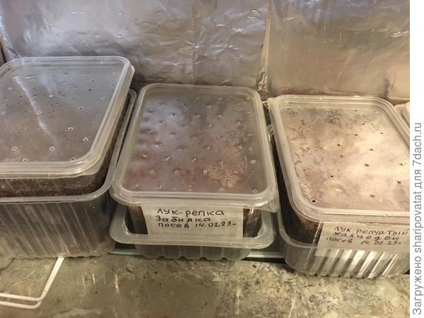 Бамбергер, Забияка и Халцедон - посев 15.02