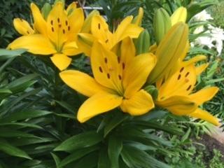 Желтая-мини;