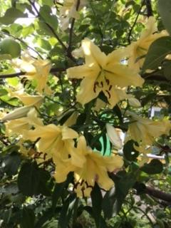 обделенная солнцем Голландка-&amp;quot;акселератка&amp;quot;.