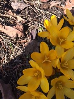 Начало сезона. Первые крокусы