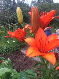 Теплое многоцветье лилий: Оранжевая-мини;